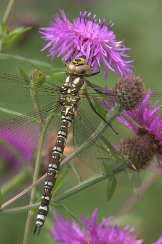 Southern_Hawker